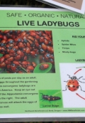Live Lady Bugs for Natural Pest Control Live Lady Bugs for Natural Pest Control