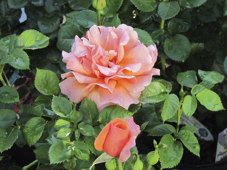 how to plant roses mulching roses watering roses garden roses in boulder co mile hi rose feed how to plant roses mulching roses watering roses garden roses in boulder co mile hi rose feed
