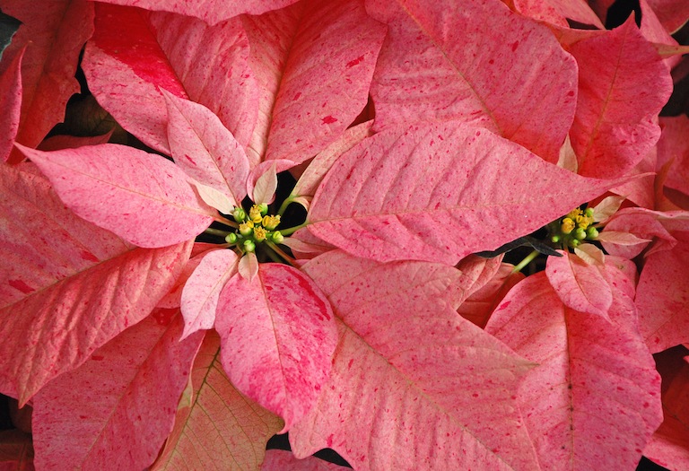 Pink speckled poinsettia