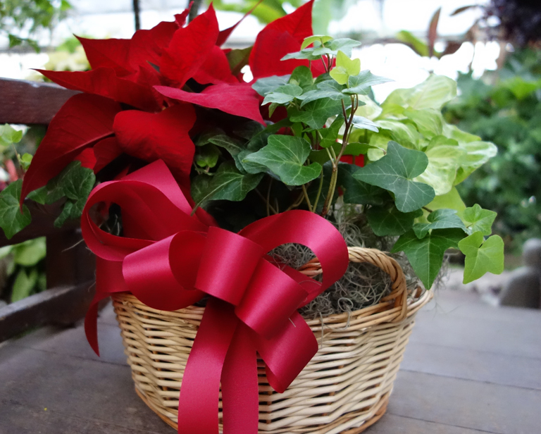 Poinsettia Euro Basket