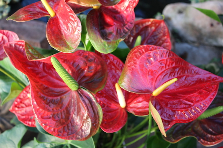 Cyclamen with heart shaped leaves for Valentine�s Day