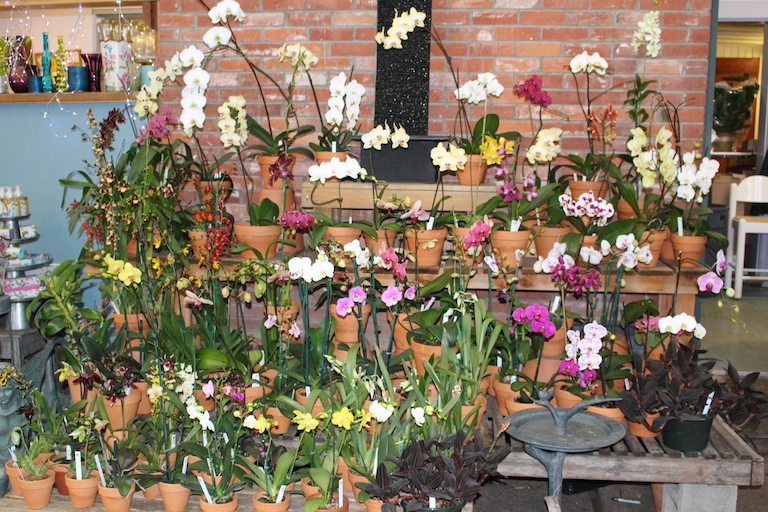 Phalaenopsis Orchids in Boulder CO