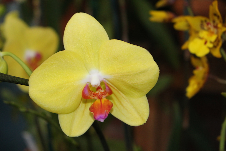 Phalaenopsis Orchids In Boulder Co 