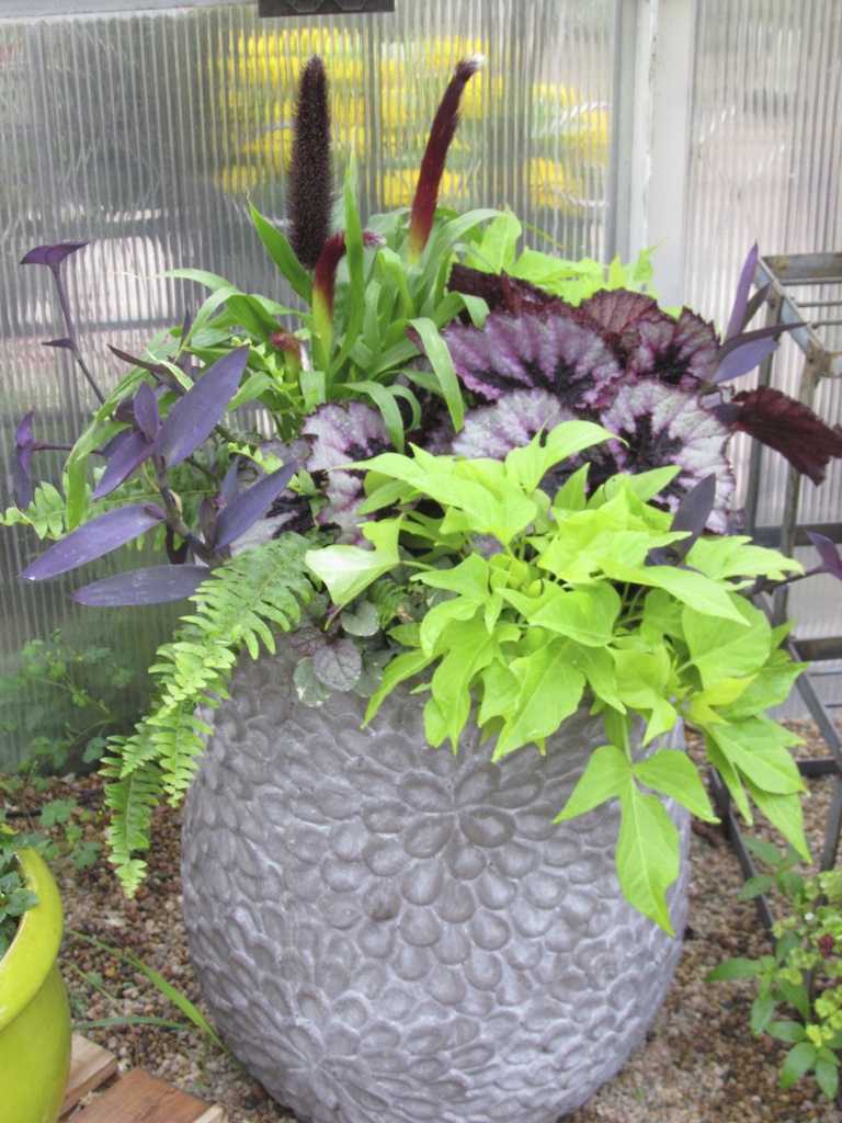 Container Garden with Chartreuse Sweet Potato Vine