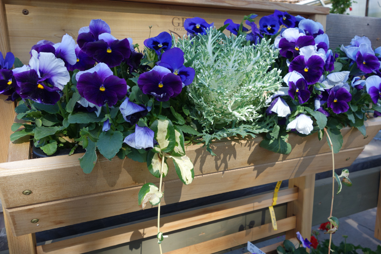GRO Products Spring Pansies and Kale