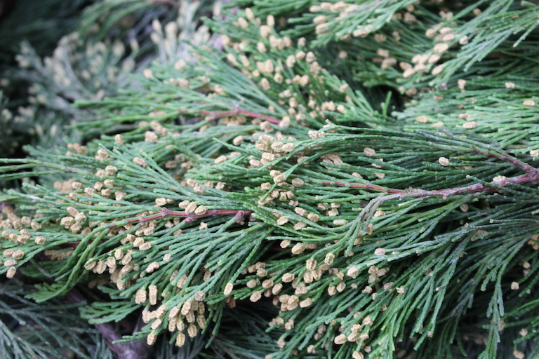 Sturtz and Copeland Fresh and Fragrant Evergreen Branches, Tips and