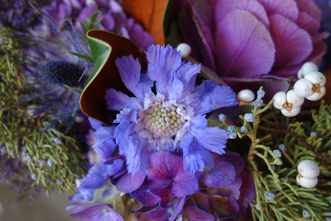 Scabiosa with blue berried juniper