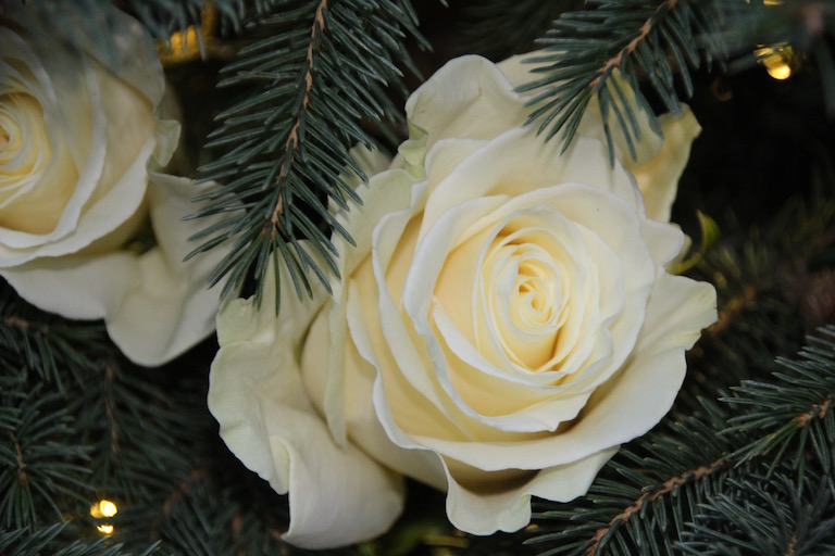 Fresh White Roses Adorn a Christmas Tree