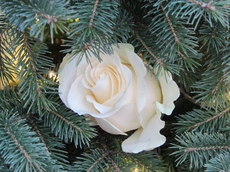 The Perfect Ornament--Fresh and Fragrant Real White Roses