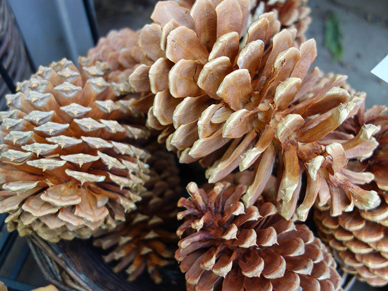 Pincones Boulder, CO