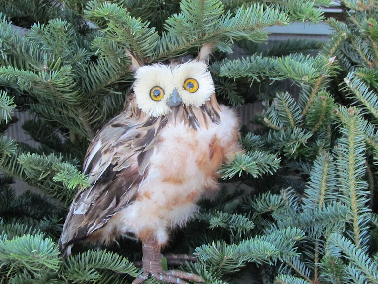 Brown owl on a concolor Christmas tree
