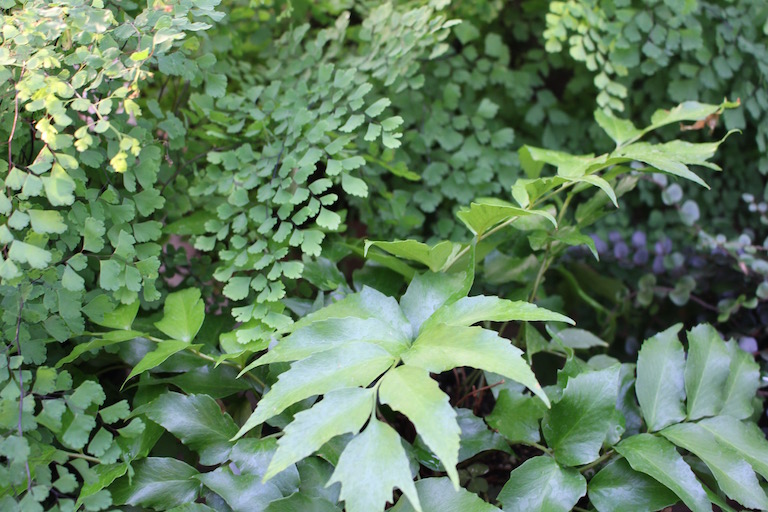 Assorted ferns with their delicate leaves
