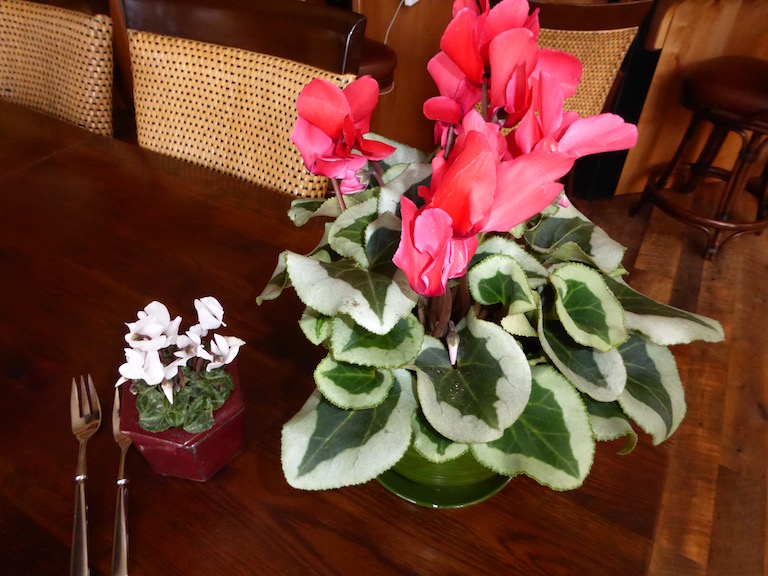 Miniature and regular sized cyclamens