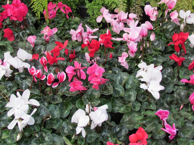 Pink, white, red and bicolor cyclamen