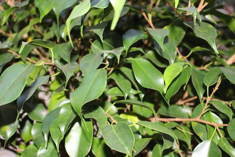 Ficus benjamina commonly called weeping fig