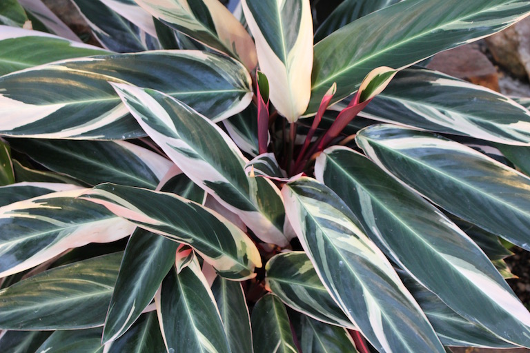 Stromanthe is a Calathea with uniquely patterned leaves
