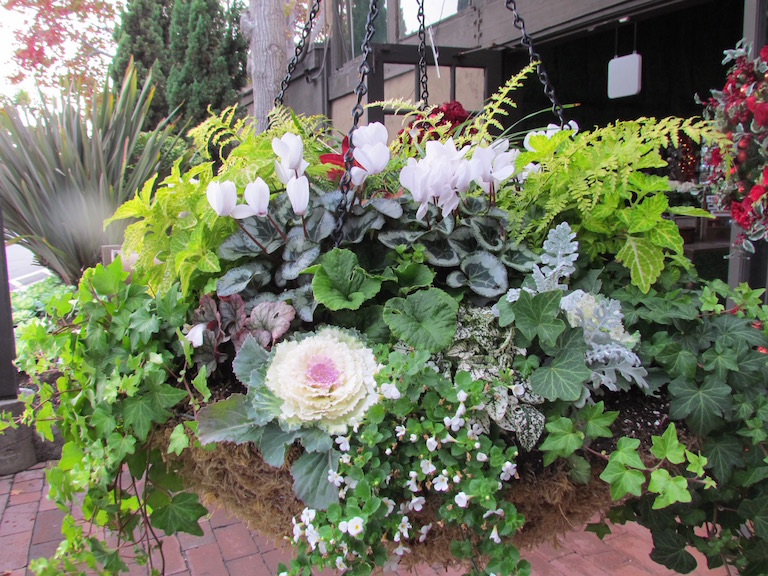 Outdoor Moss Hanging Basket with White Cyclamen and Ornamental Kale