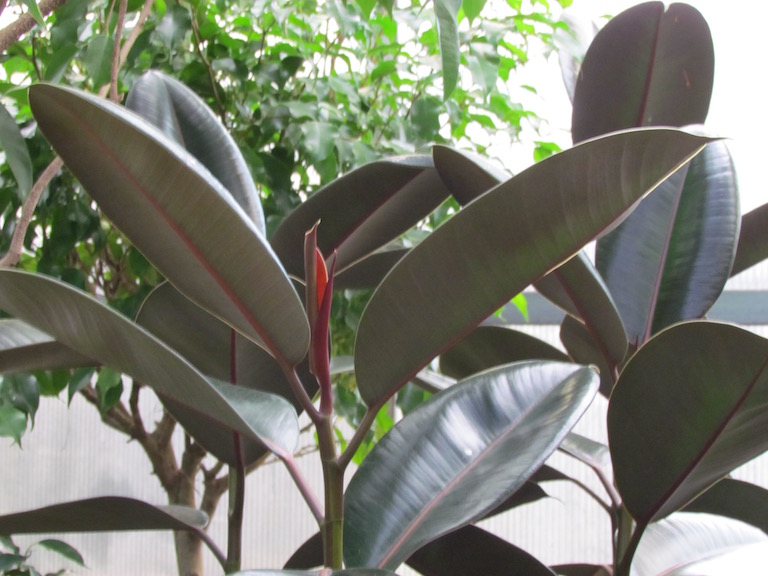 Easy to grow rubber plant, Ficus elastic decora
