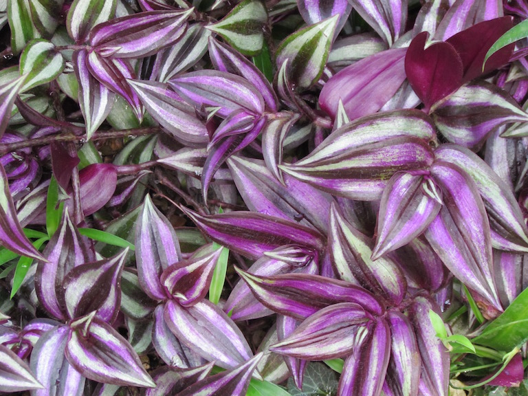Beautiful variegated purple Tradescantia, wandering jew