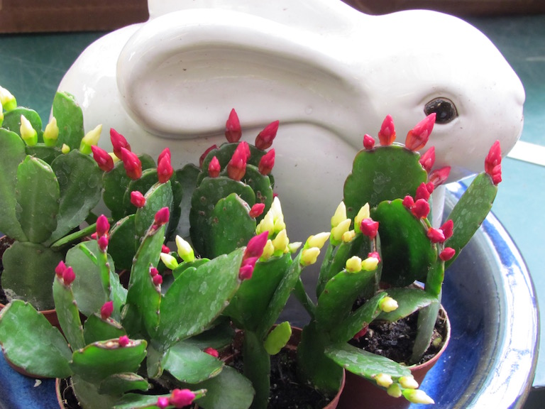 Easter cactus brightly colored buds will become star shaped blossoms
