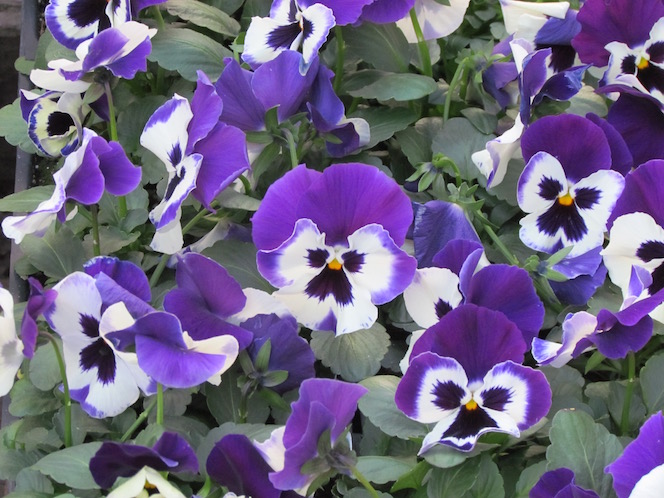 Pansies for your Easter baskets