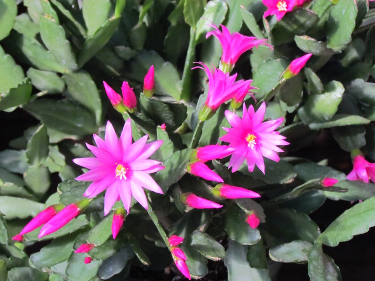 Easter cactus with star shaped flowers