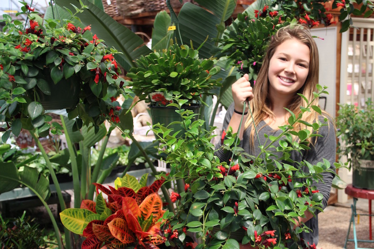Indoor plants and hanging baskets