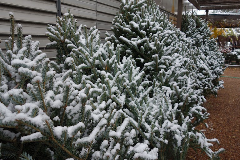 Our first shipment of trees arrived on the same day as the first snow, 11/17/16