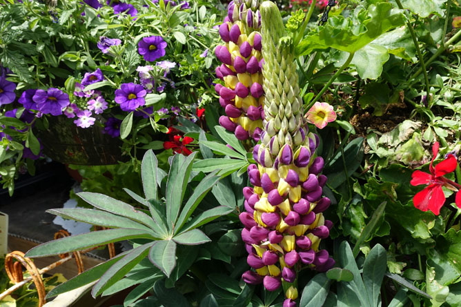 Purple and Yellow Lupine Boulder, CO