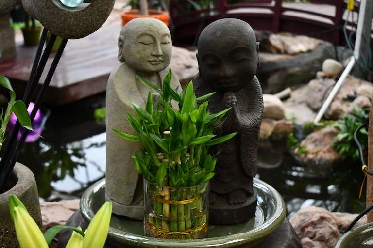 Lucky Bamboo