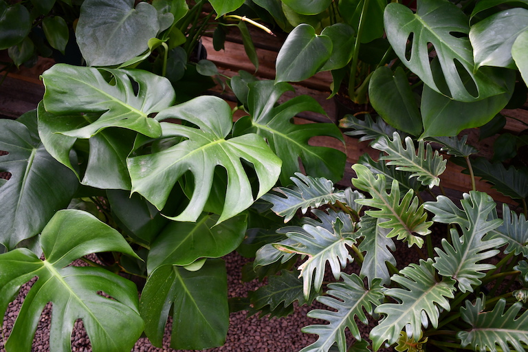 Philodendrons
