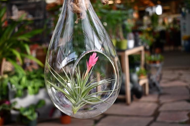 Air plant in special glass container
