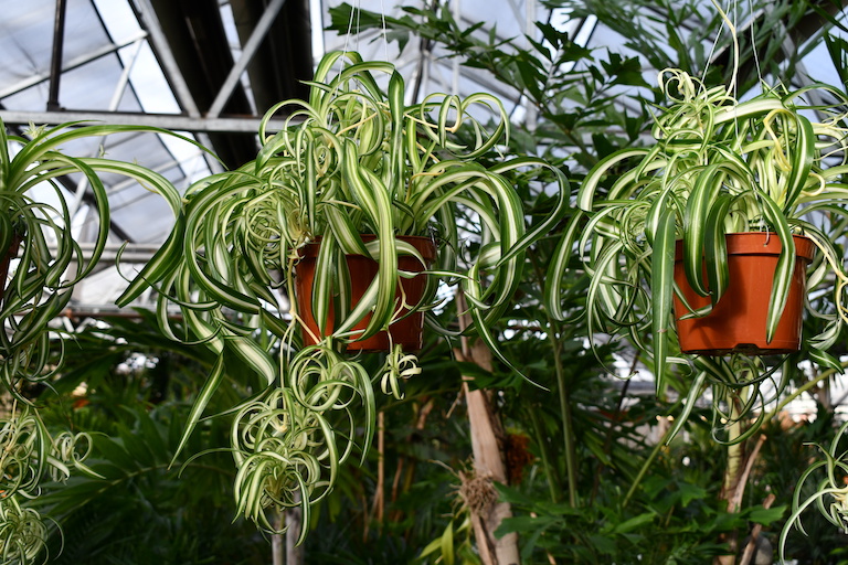 Spider plants