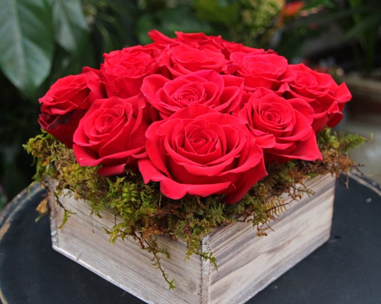 One Dozen Red Modern and Compact Red Roses -$85