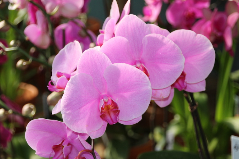 Long Lasting Pink Phalaenopsis Orchid