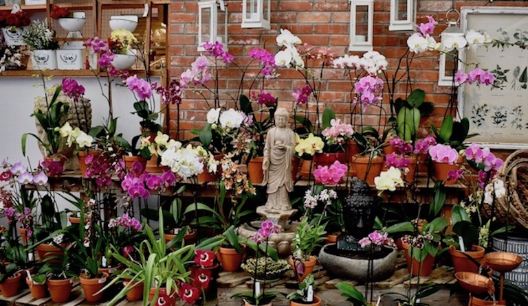 Orchid plants and water fountains