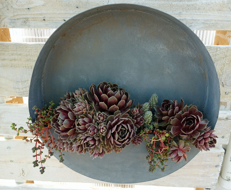 Succulent French Garden Boulder, CO