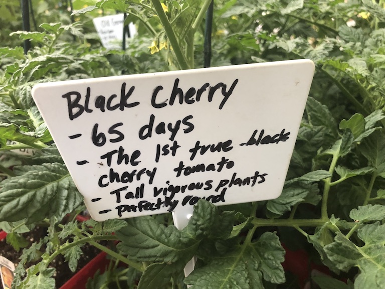 Black Cherry Tomato Plants