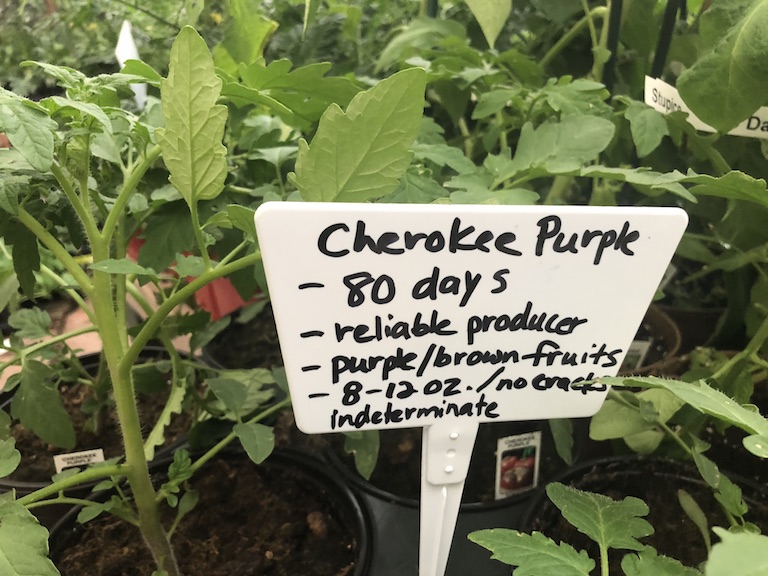 Cherokee Purple Tomato Plants are flavorful heirlooms