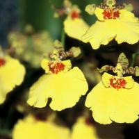 Oncidium Orchids Oncidium Orchids